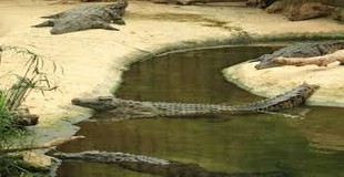 crocodiles.jpg